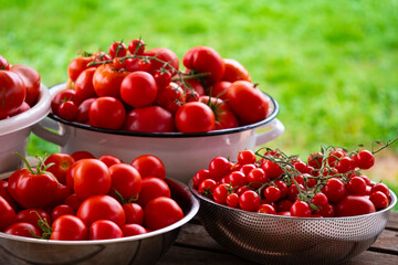 home tomatoes, different varieties from home garden - real photo from harvest