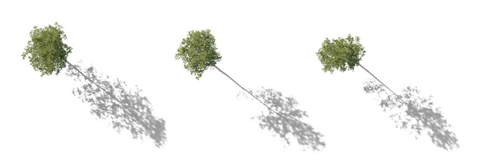 Top View Set of large trees sycamore platanus trees with shadow isolated png in sunny daylight on a...