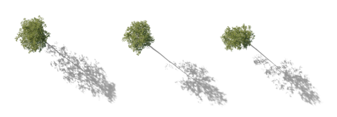 Top View Set of large trees sycamore platanus trees with shadow isolated png in sunny daylight on a transparent background premium cutout