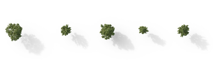 Top View Set of middle and small trees sycamore platanus maple street trees in overcast light with...