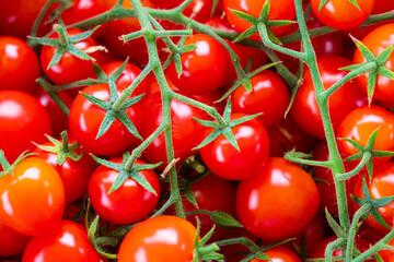 home tomatoes, different varieties from home garden - real photo from harvest