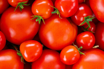 home tomatoes, different varieties from home garden - real photo from harvest