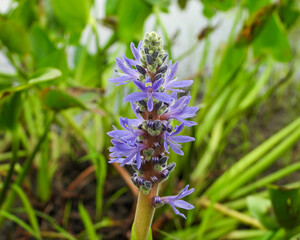 Pontederia cordata (Pickerelweed) Native North American Wetland Plant with Blooming Wildflower