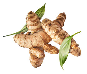 Fresh turmeric root falling in the air isolated