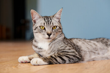 A portrait of beautiful grey-white cat looking at the camera with yellow eyes