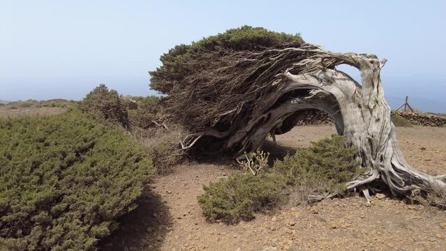 crooked juniper tree in the island of el hierro in the canary islands 