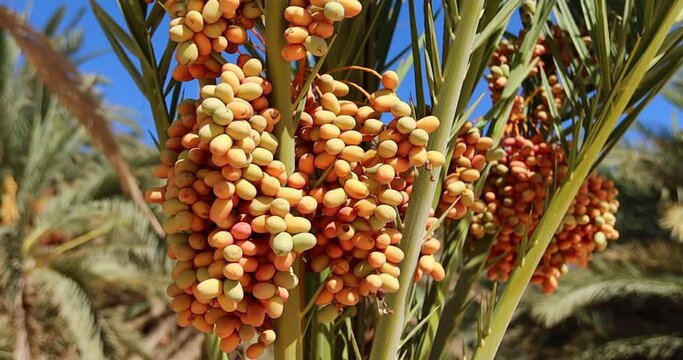 Fresh ripe tasty yellow dates on the palm tree in Egypt