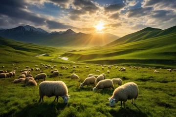 Tuinposter a peaceful meadow with grazing sheep and animals in Ireland at Sunset, Stunning Scenic World Landscape Wallpaper Background © Distinctive Images