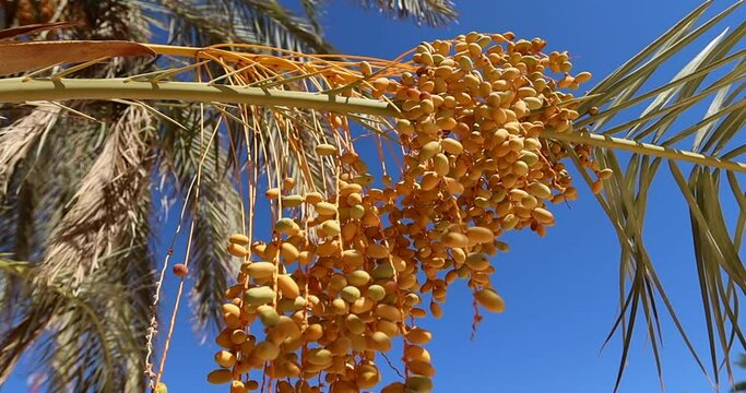 Fresh ripe tasty yellow dates on the palm tree in Egypt