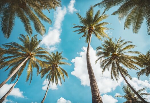 Blue sky and palm trees from below - vintage style, tropical beach, summer background, travel concept