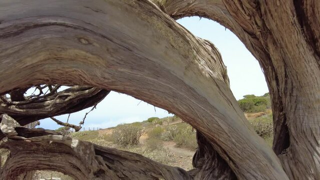 crooked juniper tree in the island of el hierro in the canary islands 