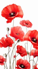 Obraz premium A bunch of red poppies on a white background. Digital image.
