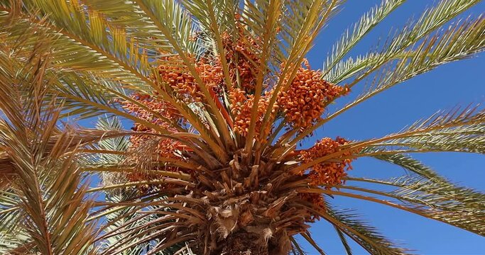 Fresh ripe tasty yellow dates on the palm tree in Egypt