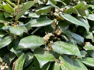 Branch with flowers of an ornamental bush Elaeagnus × submacrophylla (E. × ebbingei)