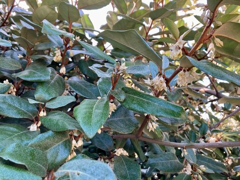 Branch with flowers of an ornamental bush Elaeagnus &times; submacrophylla (E. &times; ebbingei)