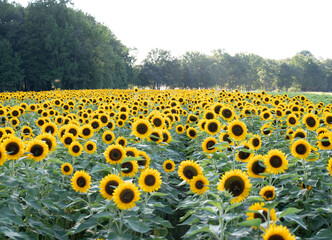 sunflower field in summer