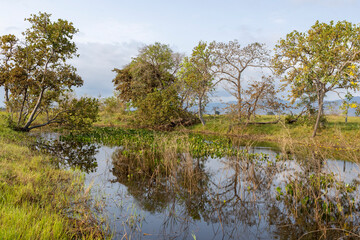 Fototapeta na wymiar Small lake with water plants and beautifully surrounded by trees in the famous Pantanal, the world's largest freshwater wetland - Traveling South America