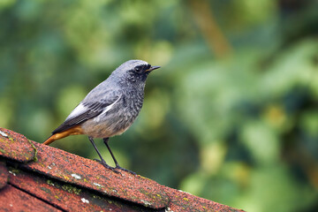 Black redstart sitting on the roof - passerine bird