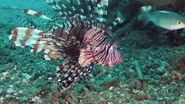 Tropical fish underwater Lionfish (Pseudobiceros cf. dimidiatus) down at seabed. 