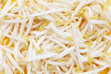 Bean sprouts on yellow background