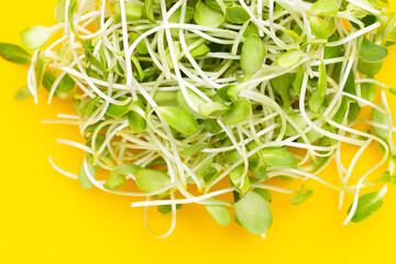 Sunflower sprout on yellow background.