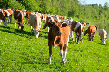 Fototapeta na wymiar cows graze on the meadow, agriculture livestock concept
