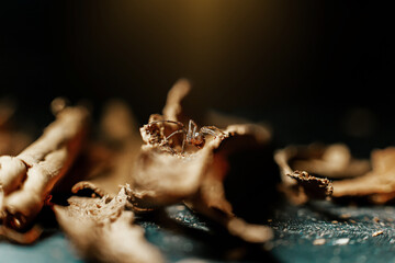 Hunting spider backlit on wood scraps, macro shot, selective focus. Artistic photo.