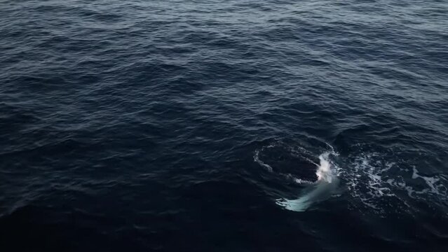 Manta rays swims close to water surafce. Aerial view