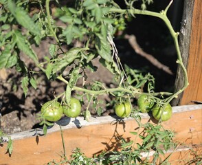 plants in a greenhouse