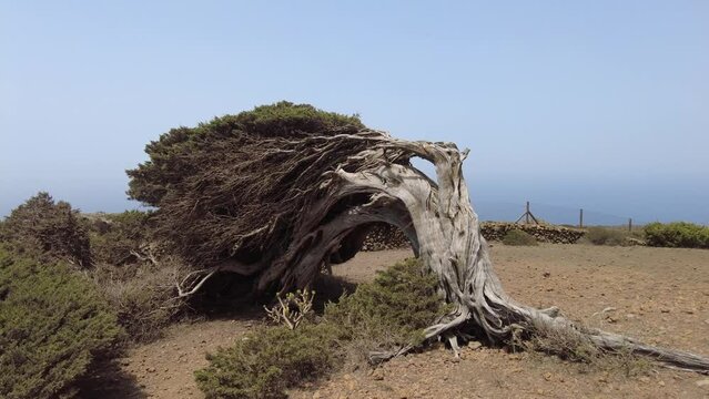 antiguos &aacute;rboles torcidos por el viento en el sabinar en la isla de El Hierro en la s Islas Canarias