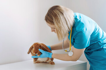 young caucasian female veterinarian examining red rabit