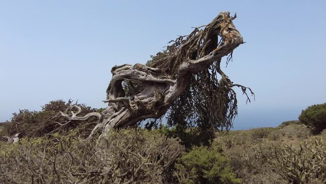 antiguos &aacute;rboles torcidos por el viento en el sabinar en la isla de El Hierro en la s Islas Canarias