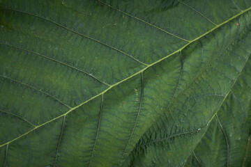 Verdant Tapestry: An enchanting tableau of lush greenery unfolds, with a myriad of leaves, textures, and plants converging to create a harmonious symphony of nature's beauty and intricate details