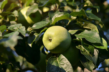 Green apples on a branch lit by sunlight on a summer day in the garden. Concept of organic gardening.