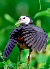 blue heron