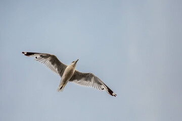 Ring-billed Gull flying under a blue sky with copy space