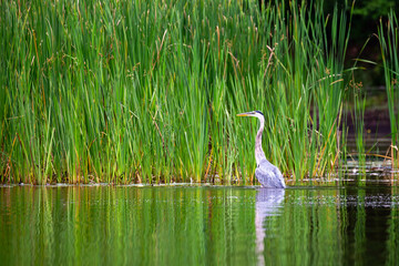 Great Blue Heron (Ardea herodias) standing in water looking for fish by cattails
