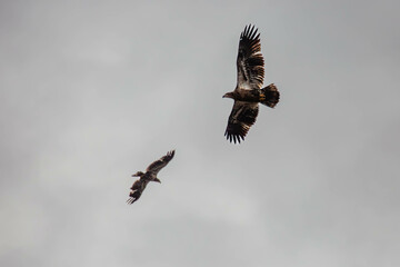 Bald eagle (Haliaeetus leuocephalus) young, flying on a white background with copy space.