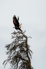 Bald eagle (Haliaeetus leuocephalus) taking off from a dead jack pine tree with copy space