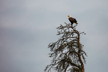 Bald eagle (Haliaeetus leuocephalus) perched in a dead jack pine tree with copy space