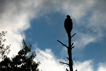 Bald eagle (Haliaeetus leuocephalus) perched in a dead tree with copy space