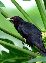 crow on the grass