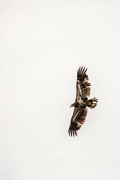 Bald eagle (Haliaeetus leuocephalus) young, flying on a white background with copy space.