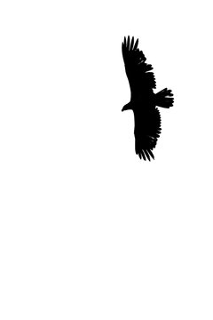Bald eagle (Haliaeetus leuocephalus) flying on a white background with copy space, black and white,