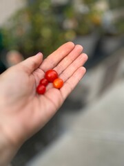 Woman holding fresh picked cherry tomatoes in hand from her garden. Background is blurred out to focus on tomatoes
