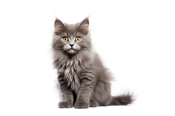 a Funny giant long hair gray kitten cat in front of a white background. 