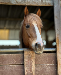 portrait of a brown horse with a white b blaze on her nose framed by the wooden stall window