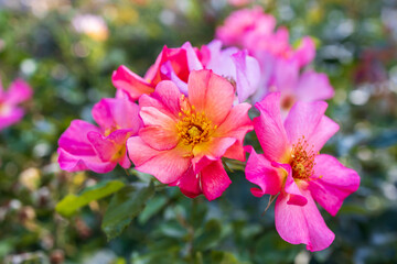 Rosa setigera, commonly known as the climbing rose, the prairie rose, or the climbing wild rose, is shrub or vine in the Rosaceae (rose) family native to central and eastern North America.
