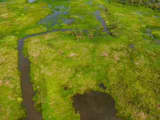 Close-up drone shot of the bright green flooded grasslands of the Pantanal in Brasil, the world's largest freshwater wetland; Traveling South America