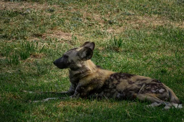 Tuinposter African wild dog on alert for noises around him © Diego